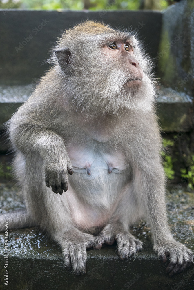 Fototapeta premium Monkey at sacred monkey forest, Ubud, Bali, Indonesia