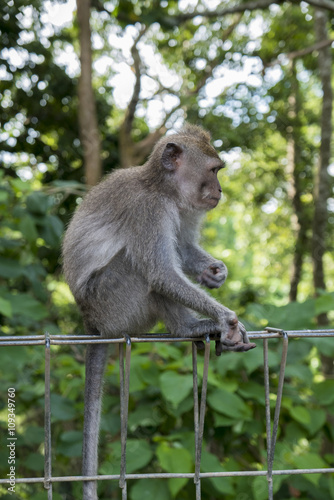 Monkey at sacred monkey forest, Ubud, Bali, Indonesia © piccaya