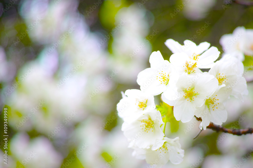 山桜