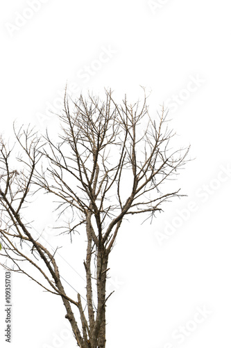 Dead tree © bochimsang