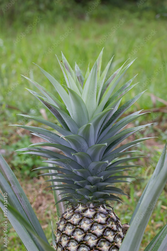 Obraz premium Pineapple fruit