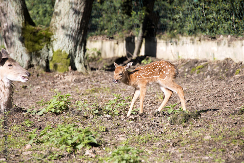 Vietnamese Sika deer, Cervus nippon pseudaxis, was exterminated