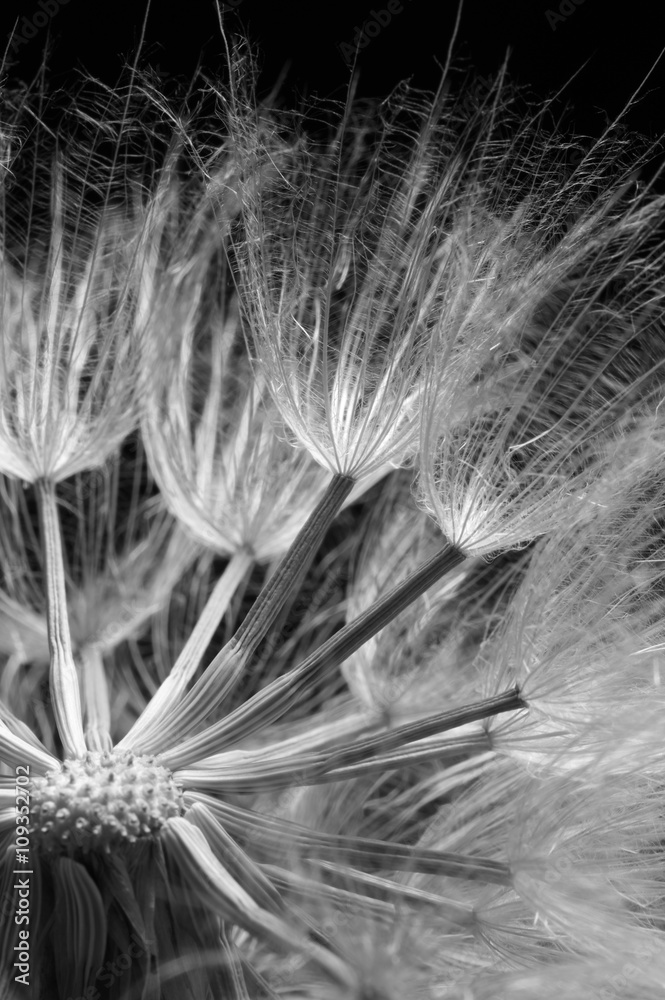 Naklejka premium Close-up of dandelion