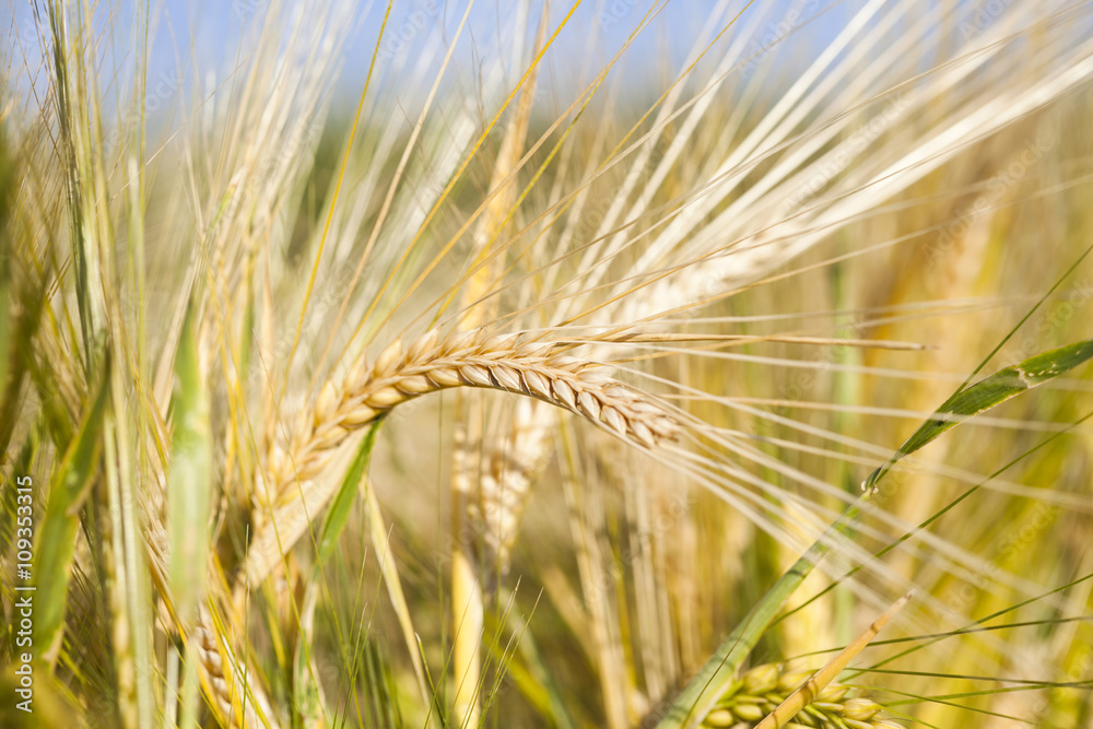 Ripe wheat ears in the summer sunshine Ripe wheat ears in the summer sunshine