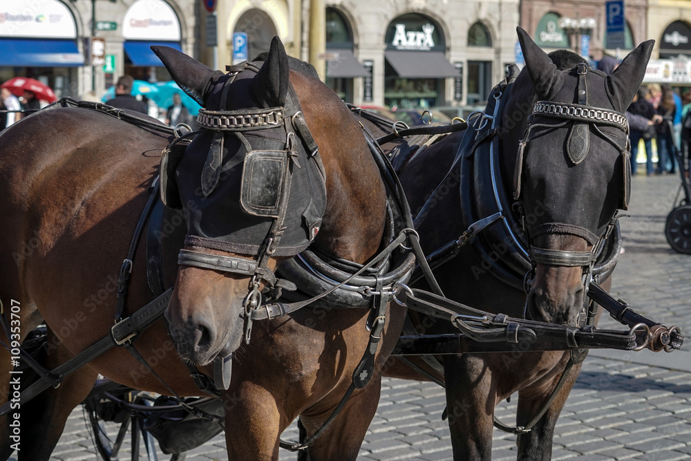 Horses in the Old Town Square in Prague Horses in the Old Town Square in Prague