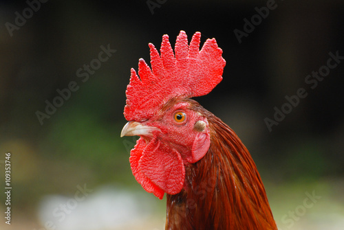 Rooster in The Village