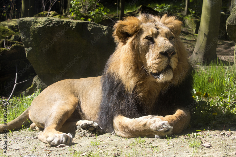 Asiatic lion, Panthera leo persica, lives in a small reserve in India Asiatic lion, Panthera leo persica, lives in a small reserve in India