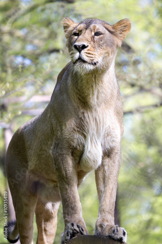 Asiatic lion, Panthera leo persica, lives in a small reserve in India
