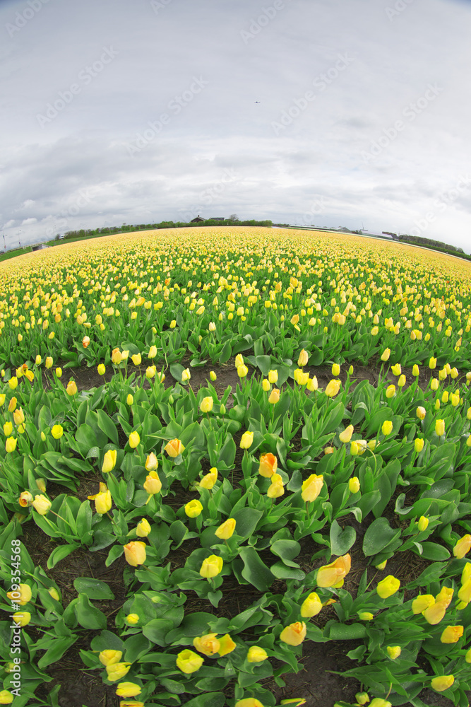Fototapeta premium Rows of yellow tulips