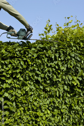 Hecke Schneiden