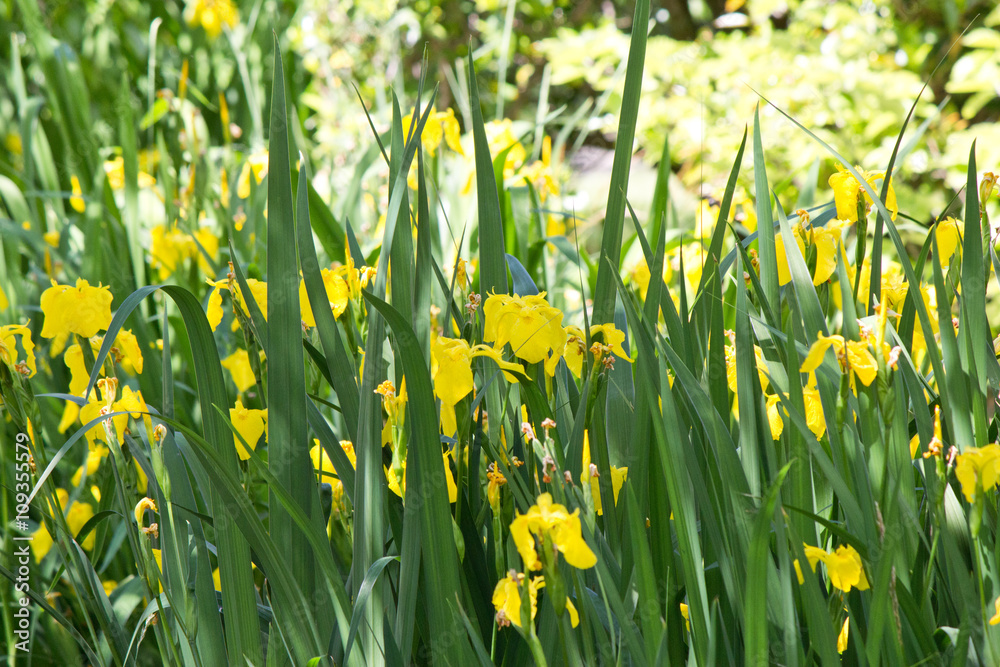 Fototapeta premium 花 キショウブ 黄菖蒲 アヤメ Iris pseudacorus
