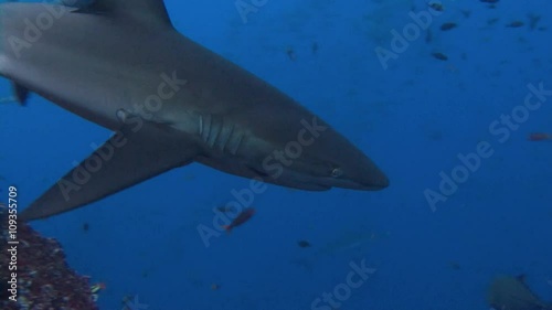 Wallpaper Mural Великолепный дайвинг с акулами у острова Рока Партида в Тихом океане близ Мексики. Torontodigital.ca