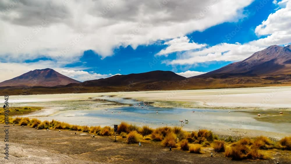 Time lapse of Flamingos feeding in a laguna at the national park, Uyuni, Bolivia Time lapse of Flamingos feeding in a laguna at the national park, Uyuni, Bolivia