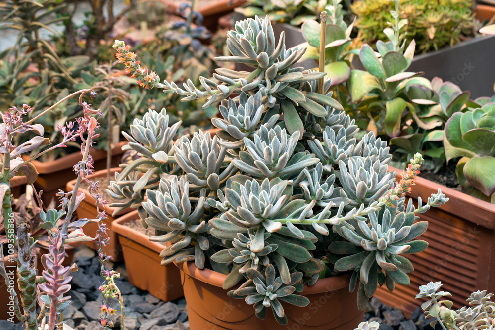 Obraz premium Succulent plant