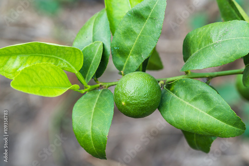 Wallpaper Mural Bunch of lemon on a lemon tree Torontodigital.ca