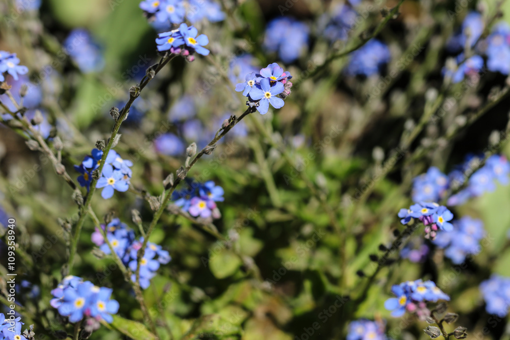 Blue forget-me-not flowers in sunlight Blue forget-me-not flowers in sunlight