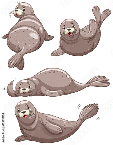 Four seals with happy face