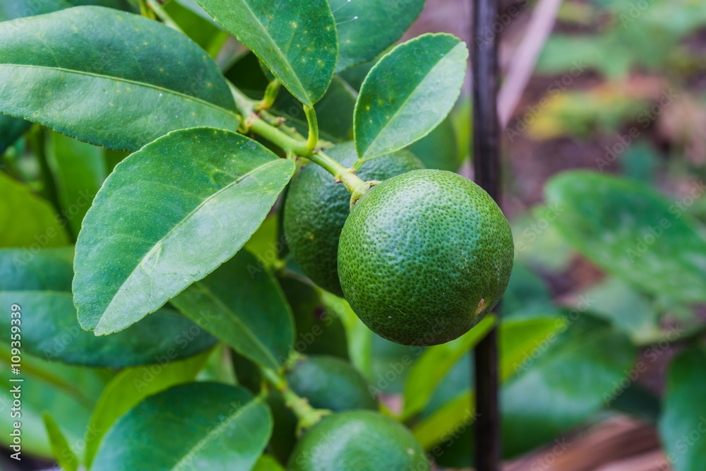 Bunch of lemon on a lemon tree Bunch of lemon on a lemon tree