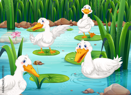 Four ducks living in the pond