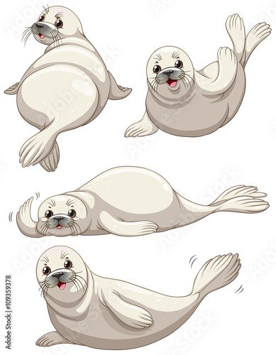 Seal in four poses