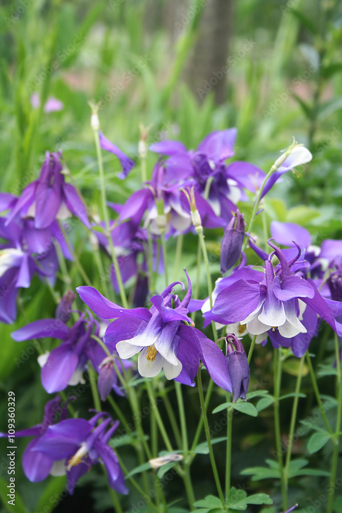 fiori di Aquilegia viola e bianchi in giardino