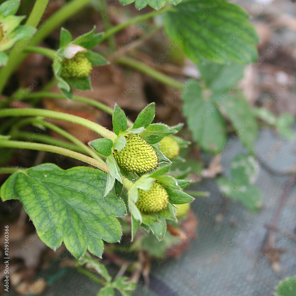 fragole verdi sulla pianta nell'orto fragole verdi sulla pianta nell'orto