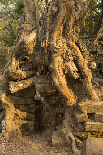 Tree on stone wall of Prasat Ta Prohm Temple in Angkor Thom © piccaya