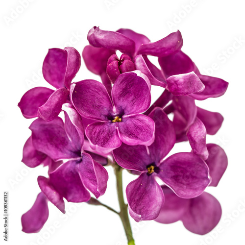 Purple flower lilac  Syringa vulgaris  isolated on white backgro