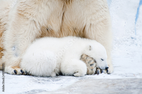 Little polar cub bear sleeps on his mother's paws. 