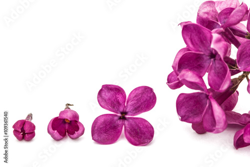 Fototapeta Naklejka Na Ścianę i Meble -  Gowth stages of flower lilac, Syringa vulgaris, isolated on whit