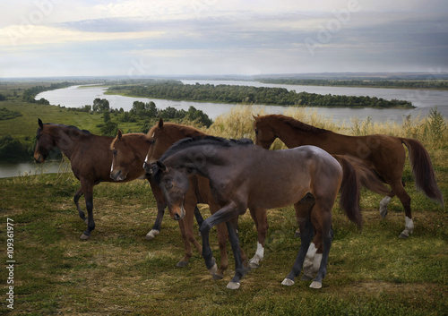 herd of horses on the river Kama