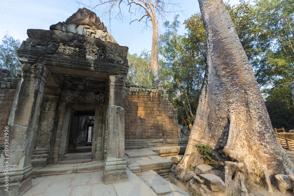 Fototapeta premium Tree on stone wall of Prasat Ta Prohm Temple in Angkor Thom