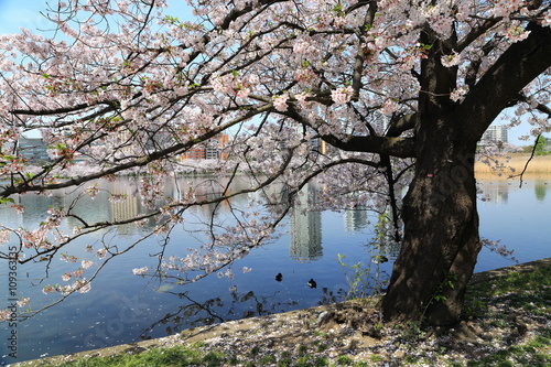 上野不忍池畔に咲く満開の桜