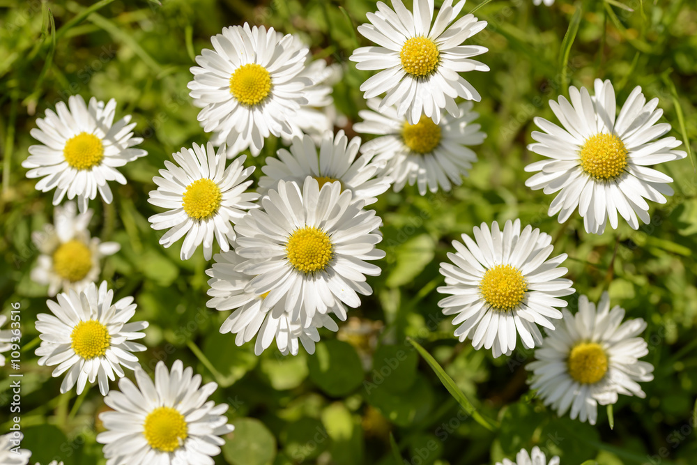 texture of blossoming daisies