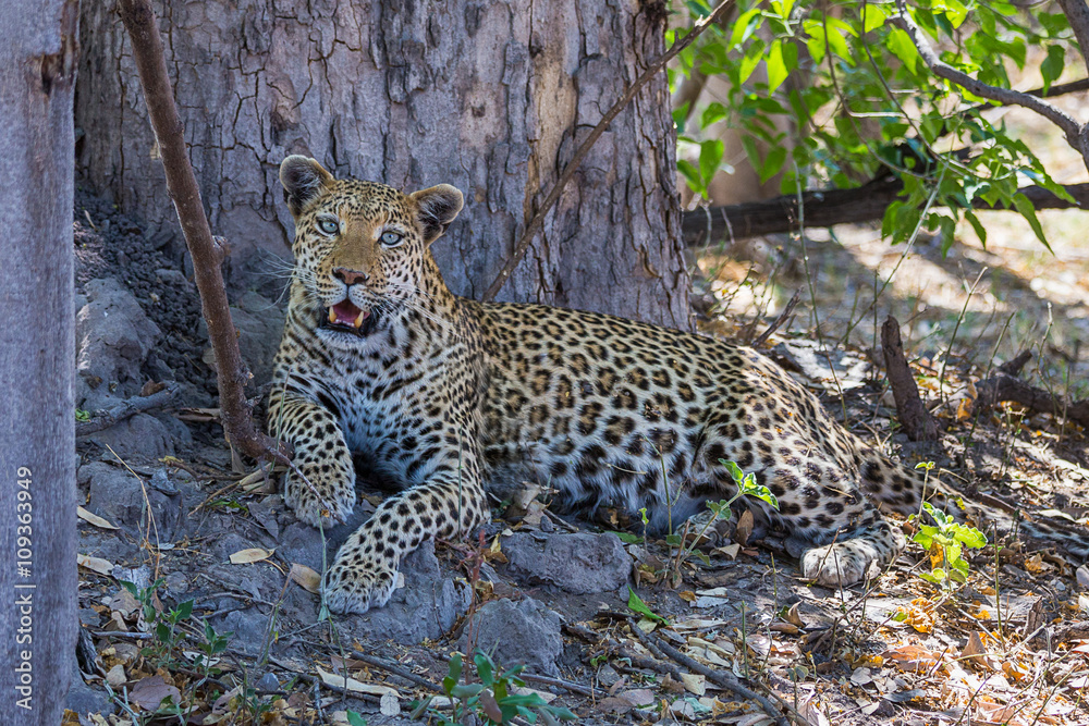 Fototapeta premium African leopard in Okavango delta