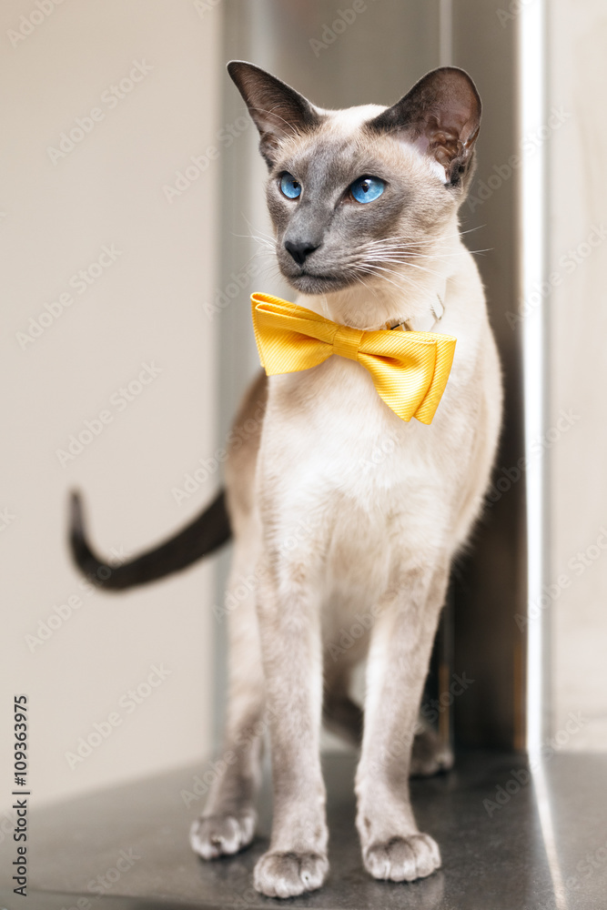 blue eyed siamese oriental cat wearing a yellow bowtie