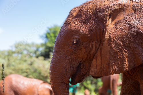 Wet elephant in profile photo