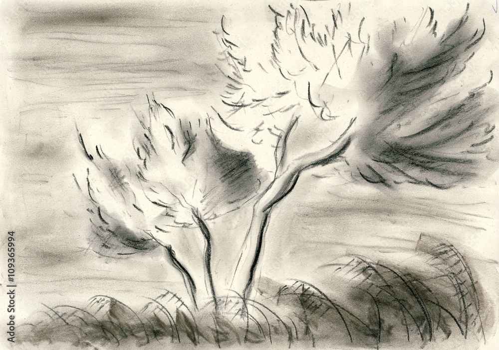 Charcoal Pine | Charcoal art, Sketchbook art inspiration, Tree tattoo