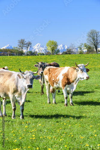 Kuhherde auf einer Weide im bayrischen Alpenvorland