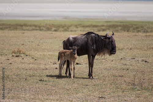 Fototapeta Naklejka Na Ścianę i Meble -  A wildebeest mother with its kid