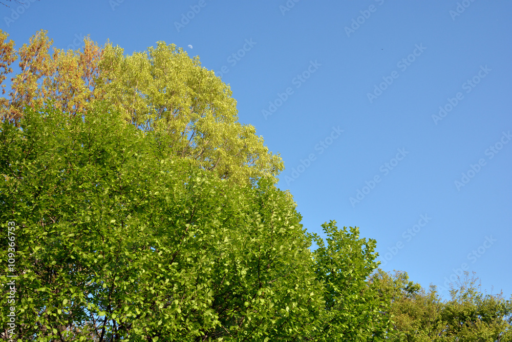 Blue sky above the trees Blue sky above the trees
