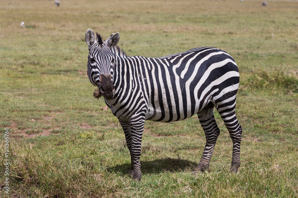 A Burchell's zebra grazing