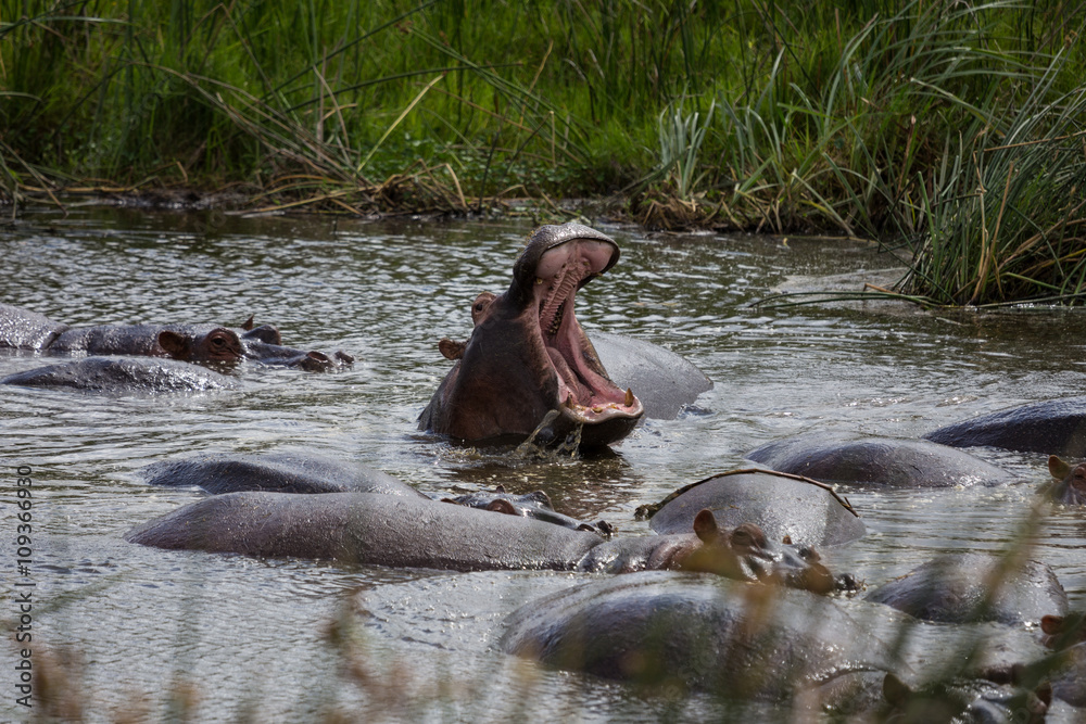 Fototapeta premium A large hippo roaring and jumping in the water