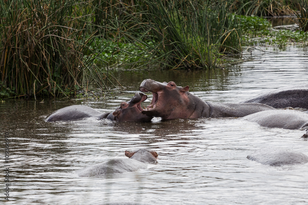 Fototapeta premium A hippo mother nursing its baby