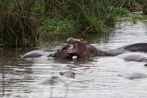A hippo mother nursing its baby