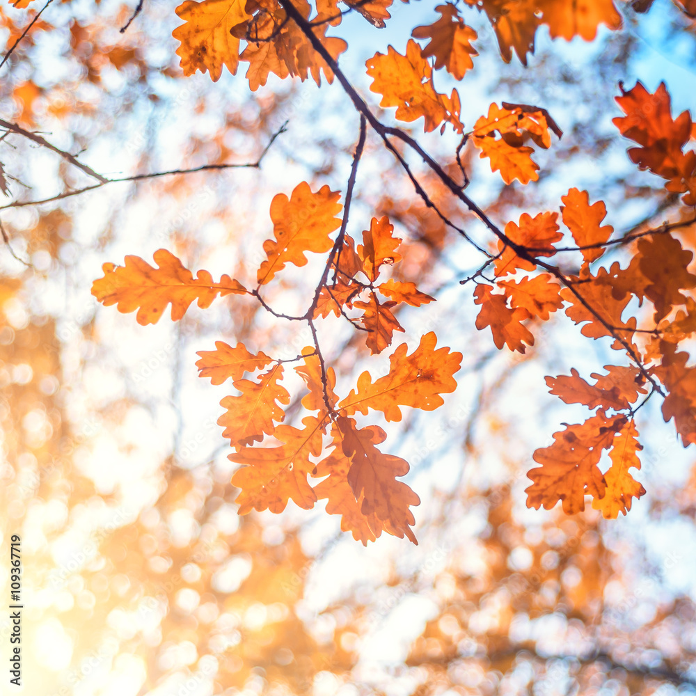 Autumn landscape. Autumn oak leaves, very shallow focus. Autumn landscape. Autumn oak leaves, very shallow focus.