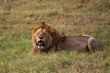 A male lion relaxing