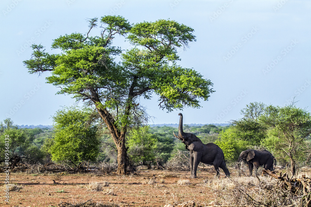 African bush elephant in Kruger National park, South Africa African bush elephant in Kruger National park, South Africa