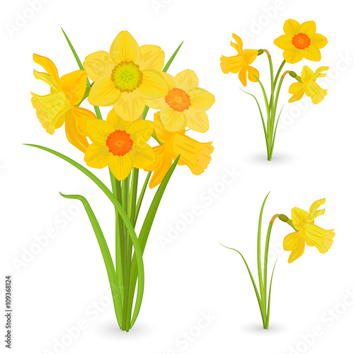 collection bouquet of daffodils. spring flowers for your design