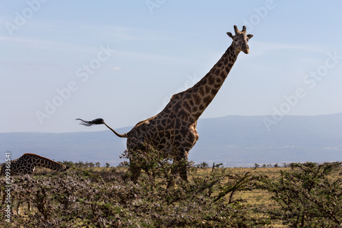 A Rothschild s giraffe mother and its calf